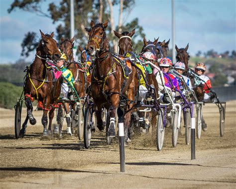 harness racing australia fields